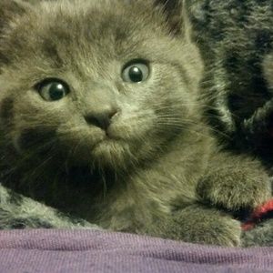 Meet your Posher, Betsy