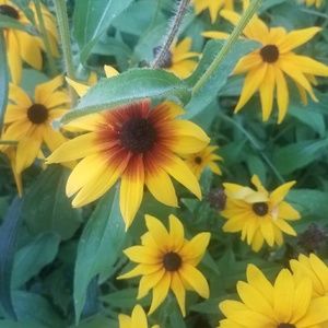 Meet your Posher, Kylie