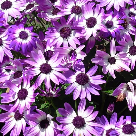 Meet your Posher, Traci - Picture 1 of 1