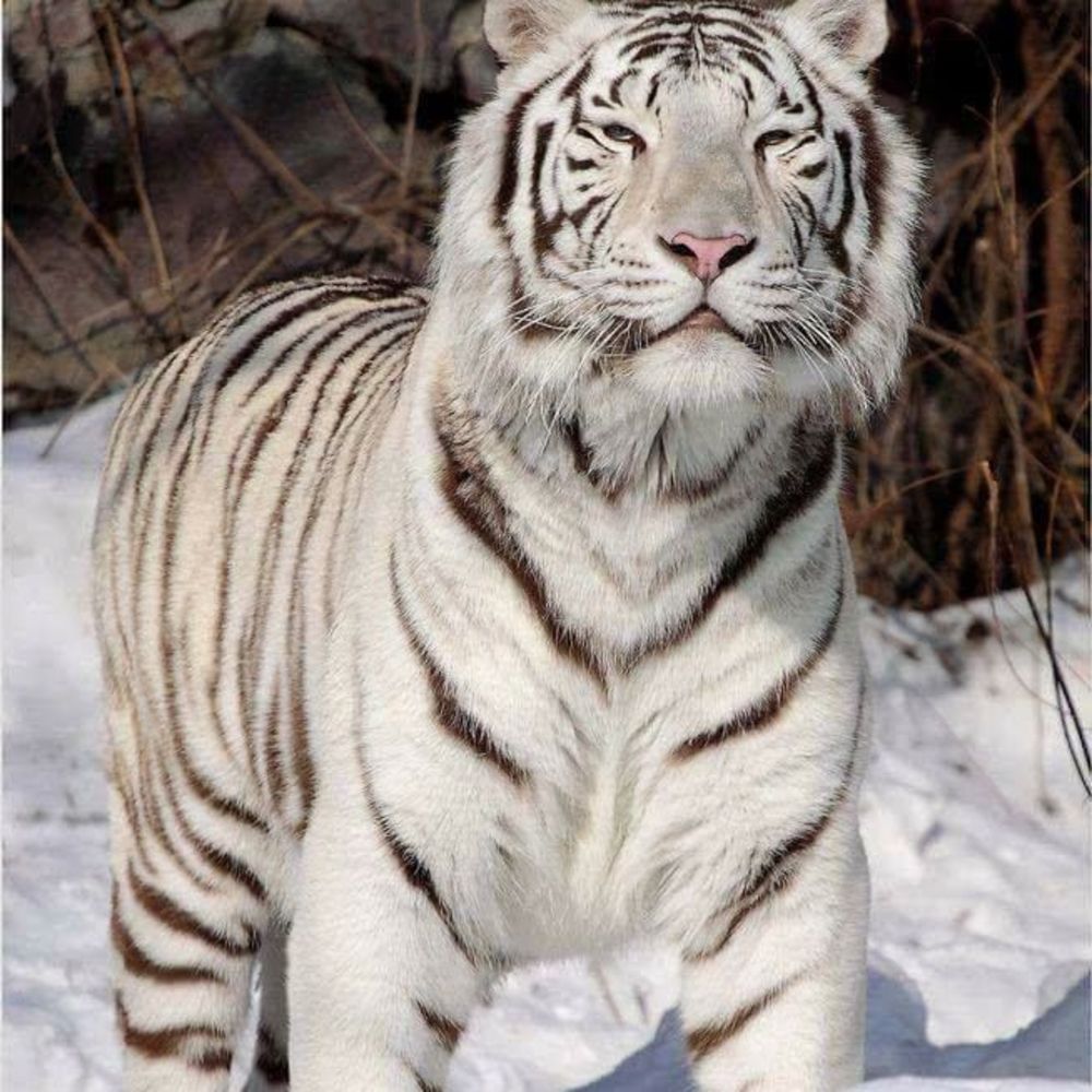 Meet your Posher, Claudette