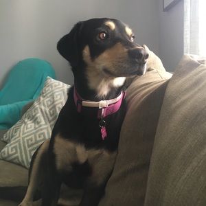 Meet your Posher, Lindy