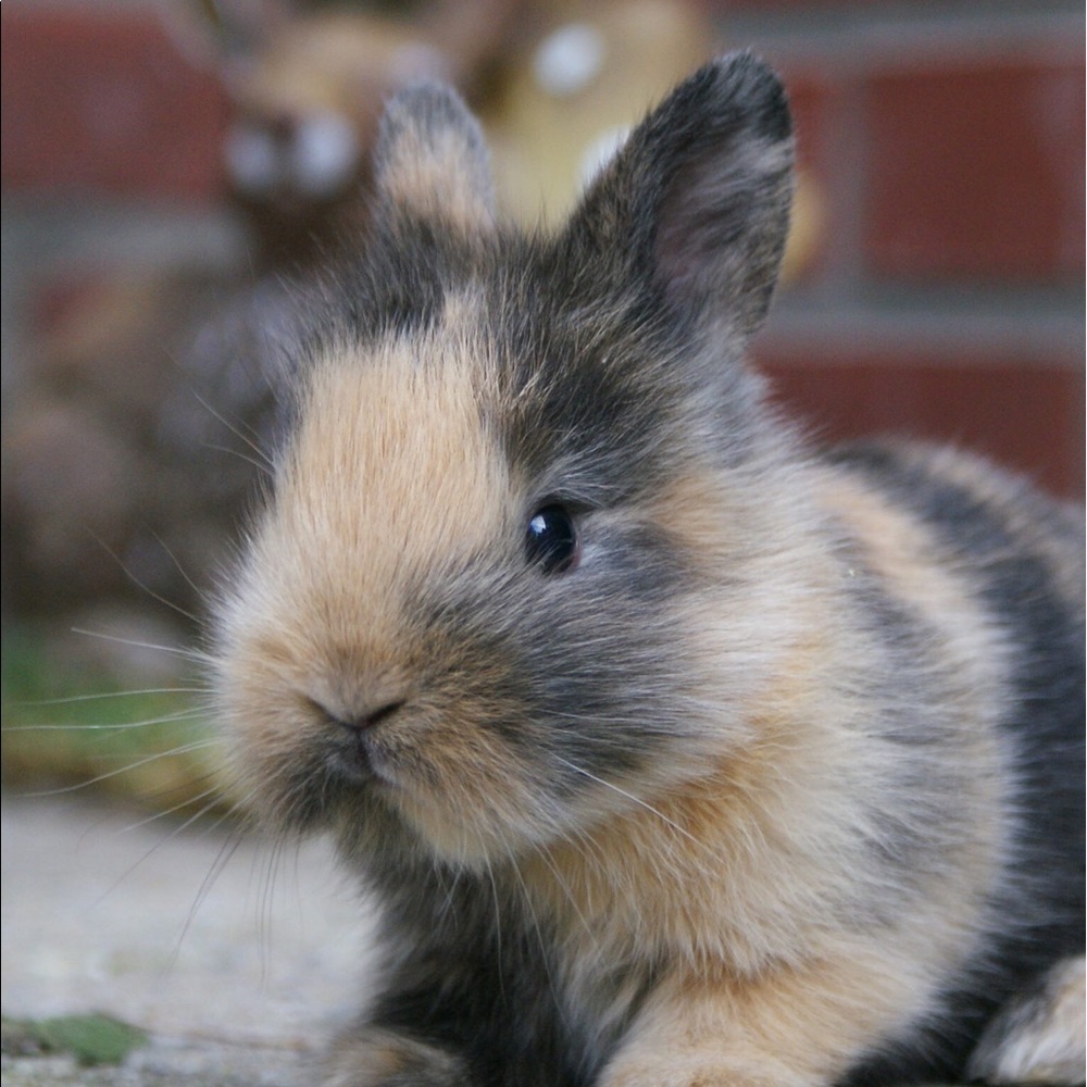 Meet your Posher, Mrs.