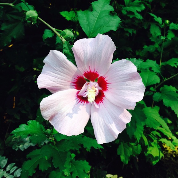 Meet your Posher, Paula - Picture 1 of 1