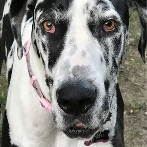 Meet your Posher, Alison