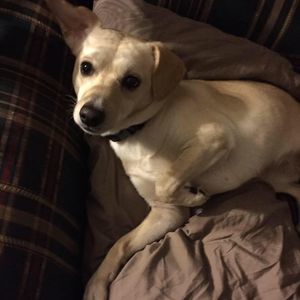 Meet your Posher, Misty