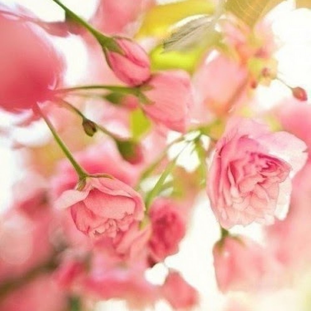 Meet your Posher, Alisa