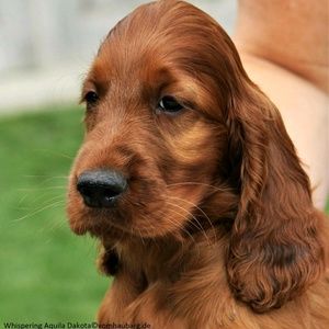 Meet your Posher, Ginger