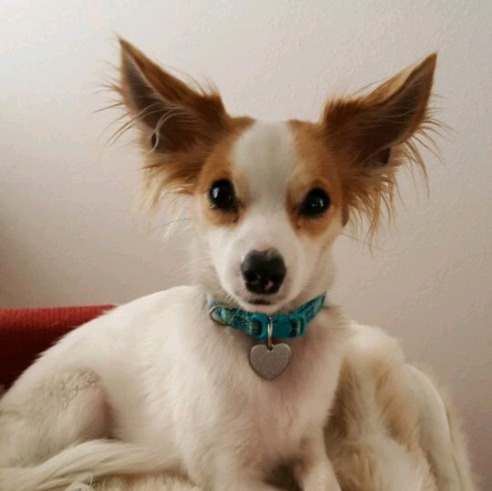 Meet your Posher, Shari