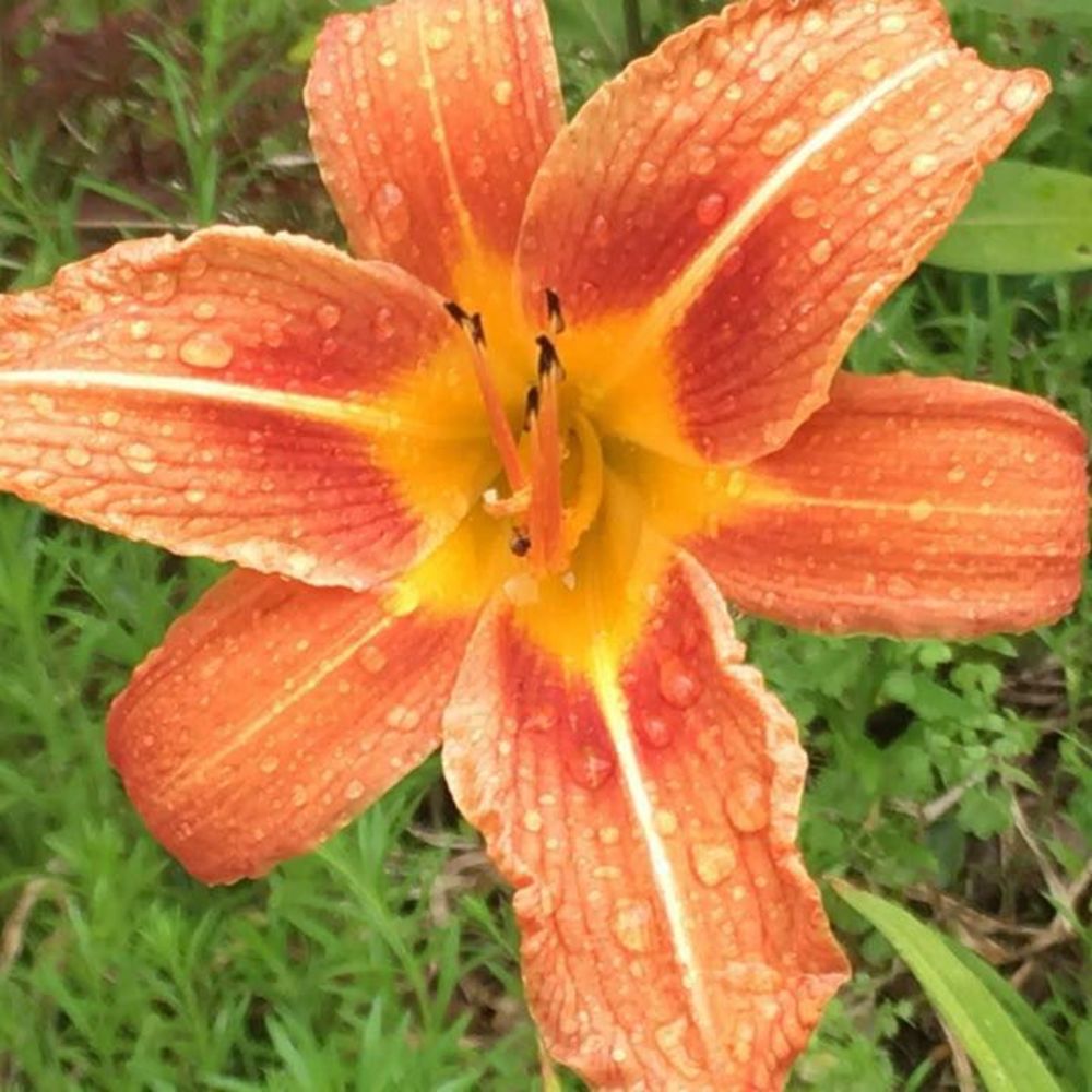 Meet your Posher, Laurie