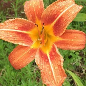 Meet your Posher, Laurie