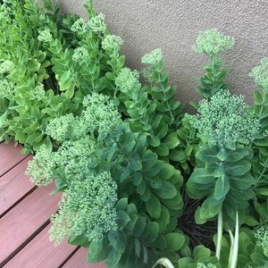 Meet your Posher, Flordeliza