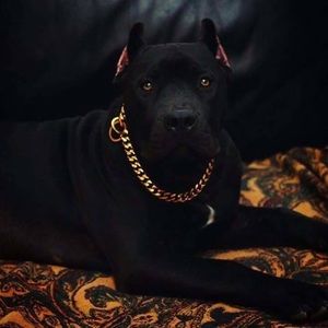 Meet your Posher, Pablo