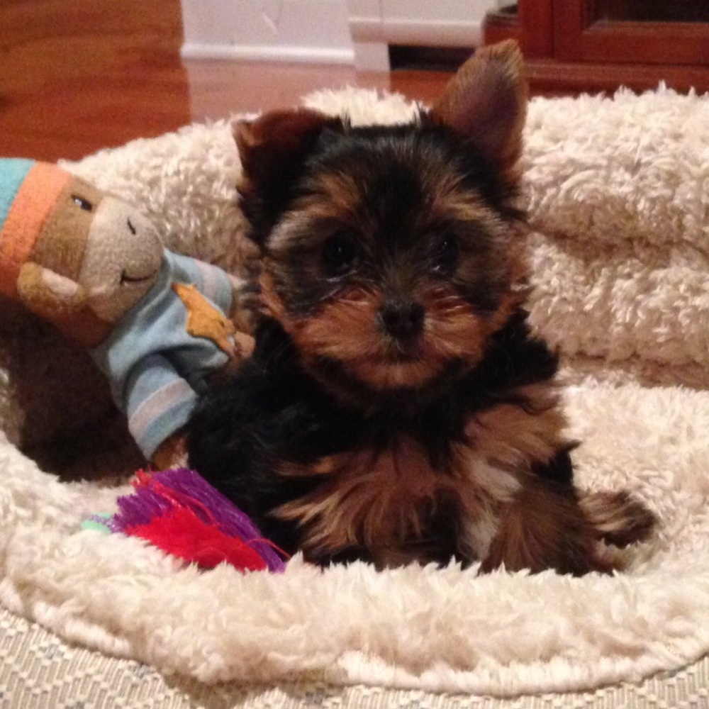 Meet your Posher, Yvette