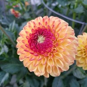 Meet your Posher, Ana