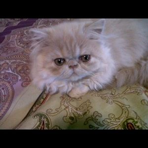 Meet your Posher, Cayla