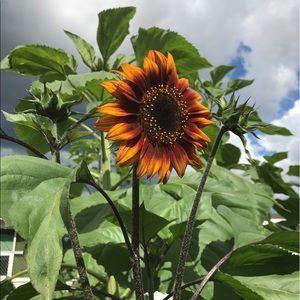 Meet your Posher, Abigail