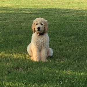 Meet your Posher, Kenzie