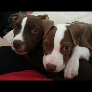 Meet your Posher, Doctor