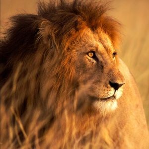 Meet your Posher, Andre