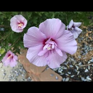 Meet your Posher, Maryam