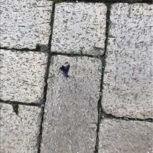 Meet your Posher, Cassidy