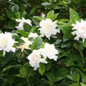 Meet your Posher, Rose