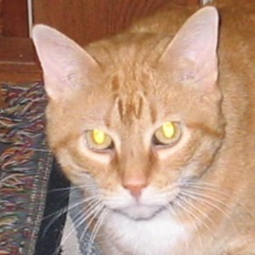 Meet your Posher, Cody
