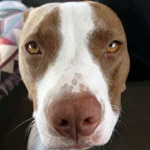 Meet your Posher, Dillon