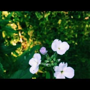 Meet your Posher, Marissa