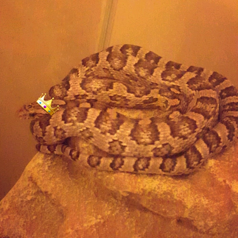 Meet your Posher, Peyton