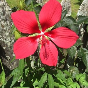 Meet your Posher, Billie