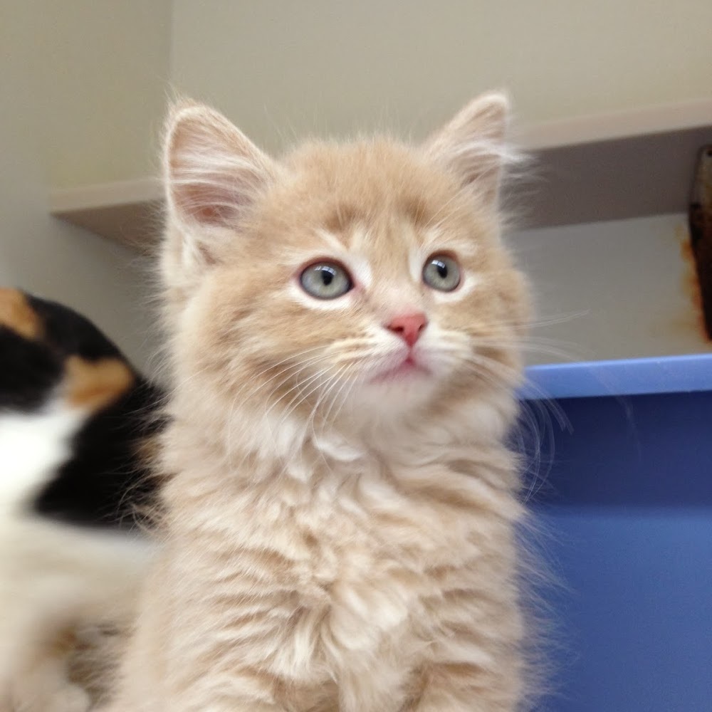 Meet your Posher, Emma