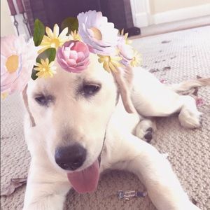 Meet your Posher, Allison