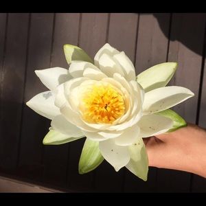 Meet your Posher, Ally