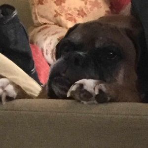 Meet your Posher, Peyton