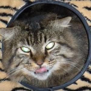 Meet your Posher, Betsy