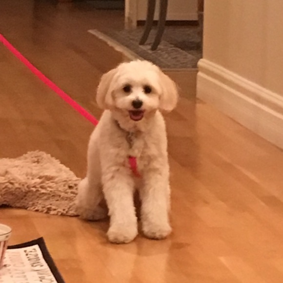 Meet your Posher, Phyllis - Picture 3 of 3