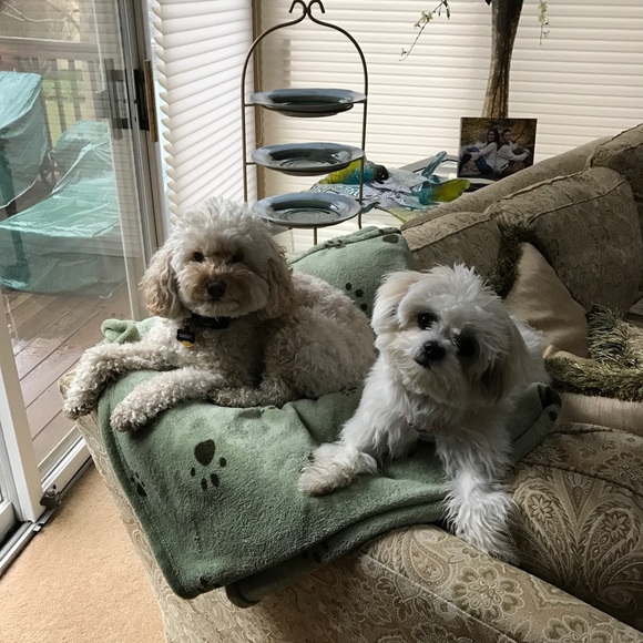 Meet your Posher, Lisa - Picture 4 of 4