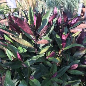 Meet your Posher, Janice