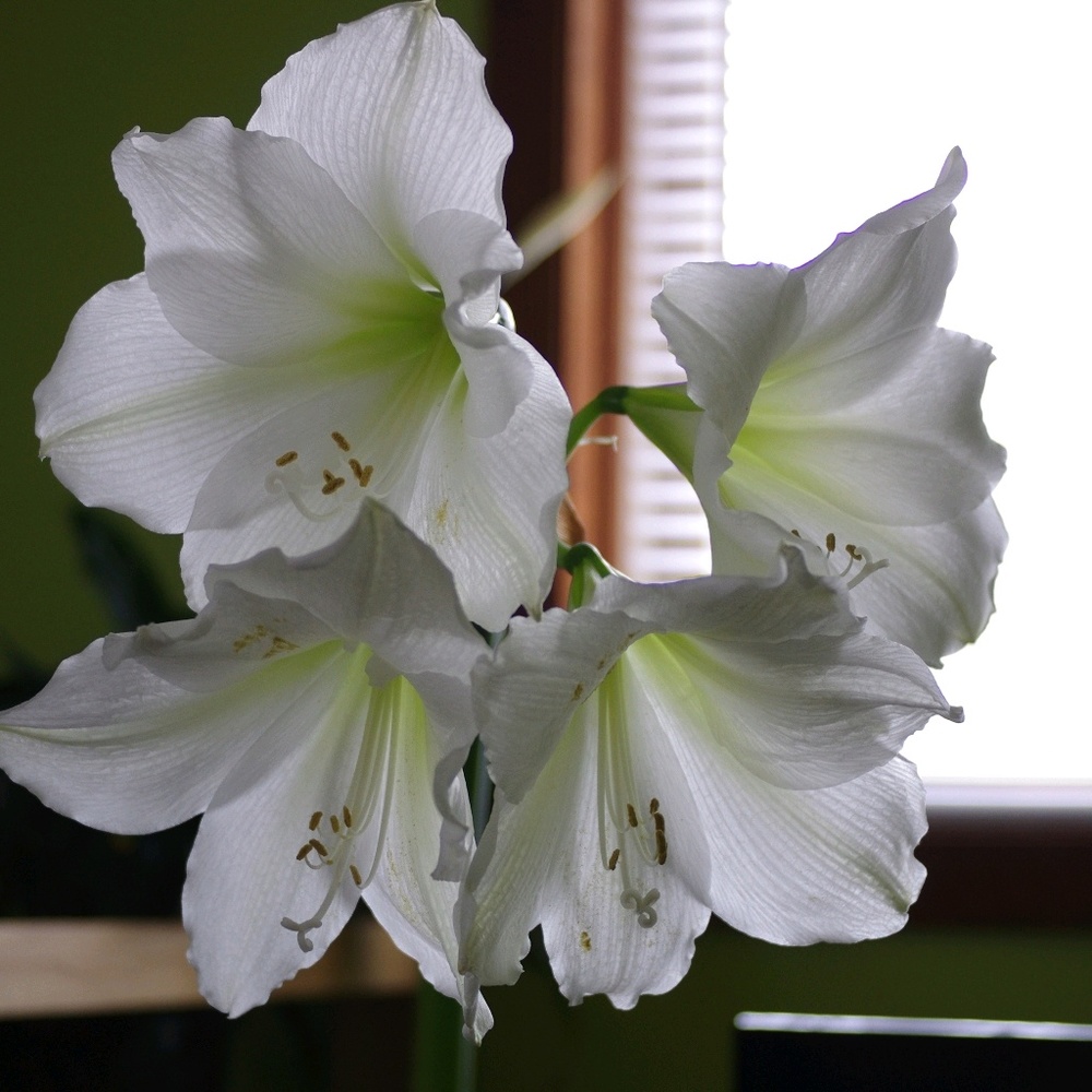 Meet your Posher, Lynn