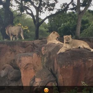 Meet your Posher, Cheyenne