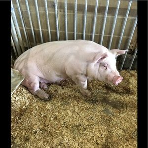 Meet your Posher, Jessica