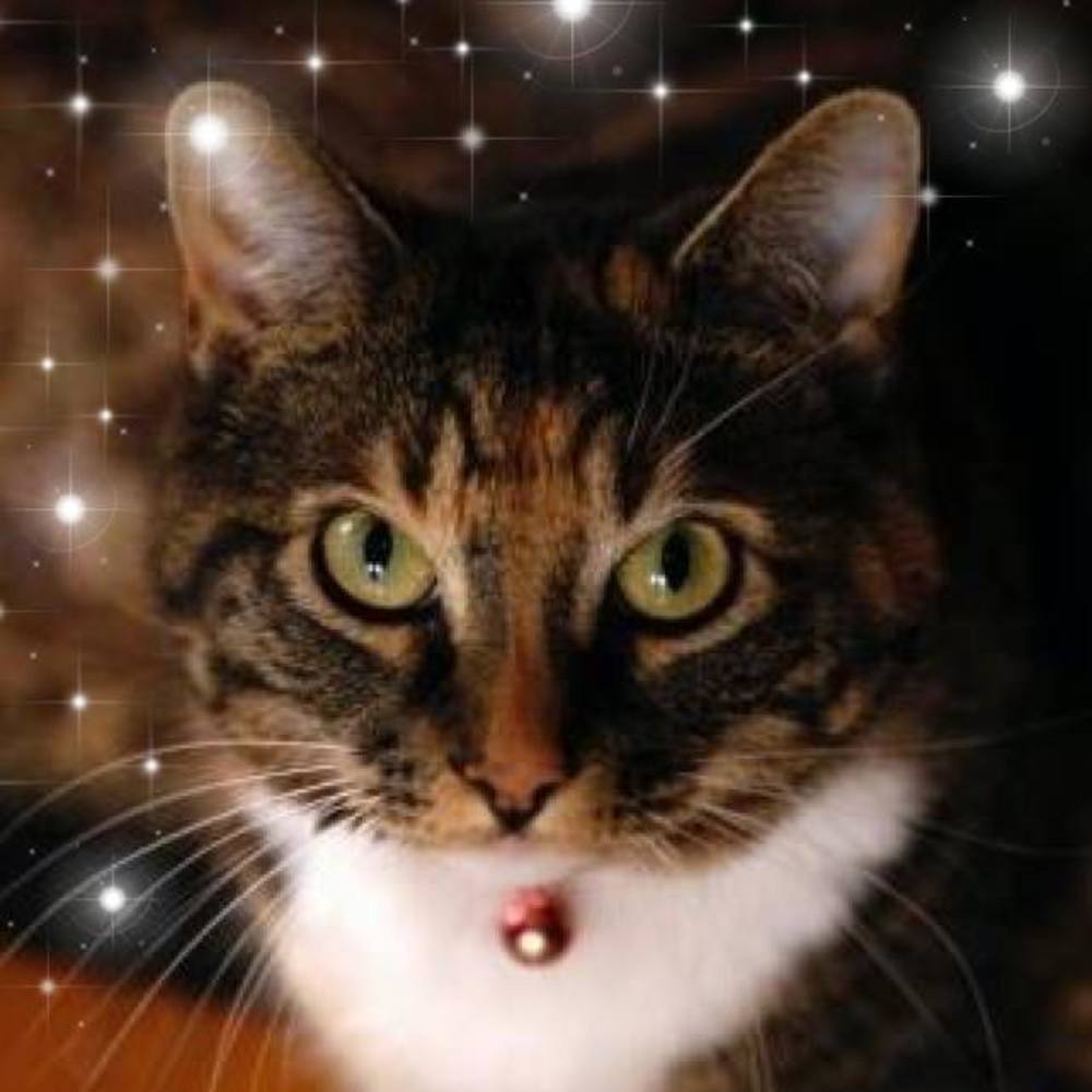 Meet your Posher, Adrienne