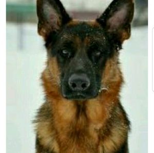 Meet your Posher, Steve