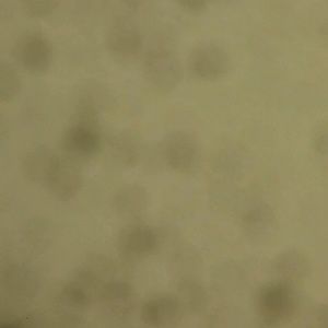 Meet your Posher, Tavon