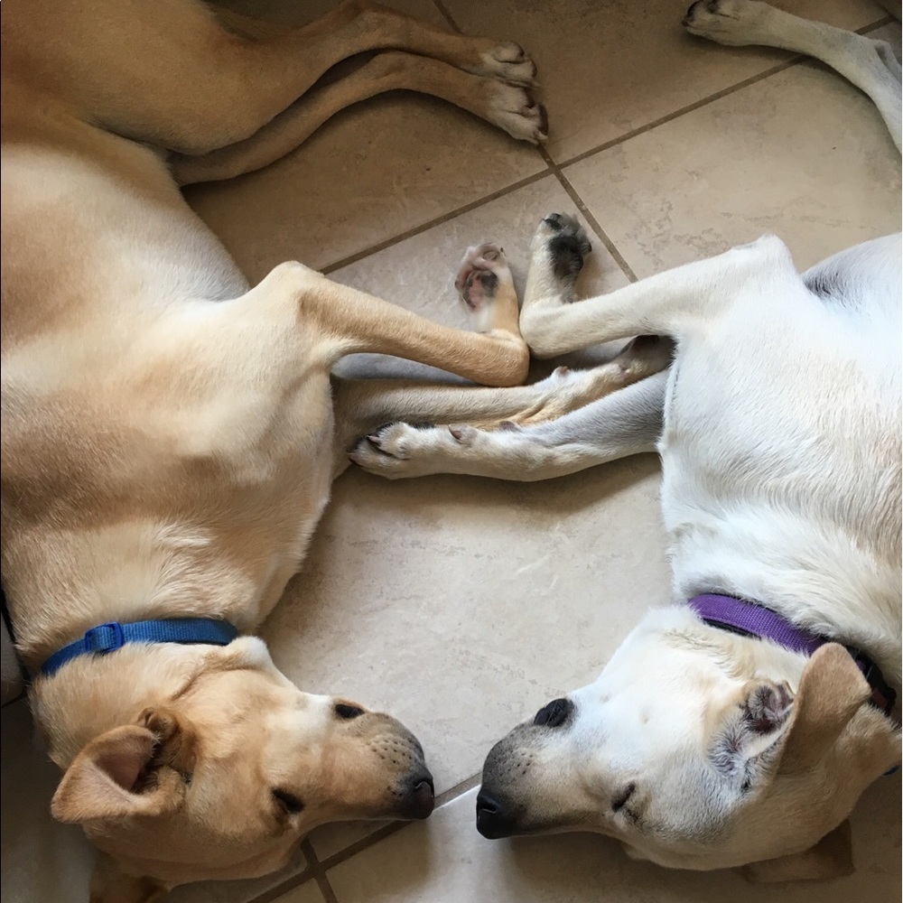 Meet your Posher, Dana