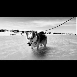 Meet your Posher, Angel