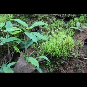 Meet your Posher, Brigid