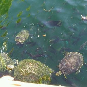 Meet your Posher, Hessel