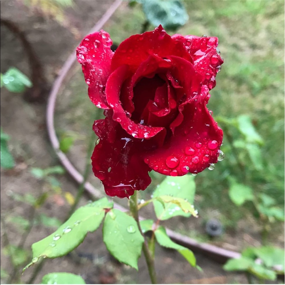 Meet your Posher, Annay